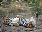 ランタンボール保護地区に滞在し、タイガーとの出会いをめざします。 ランタンボール保護地区に滞在し、タイガーとの出会いをめざします。