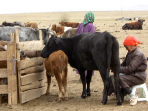 乳搾りは朝の大切なお仕事!