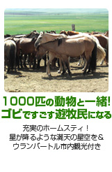 1000匹の動物と一緒!ゴビですごす遊牧民になる 6・8日間