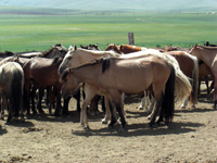 馬・馬・馬・・・。