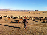 遊牧民ゲル ゲルのお母さんが放牧しているところ 遊牧民ゲル ゲルのお母さんが放牧しているところ
