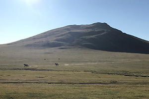 ツーリストキャンプの前を走っていく馬 ツーリストキャンプの前を走っていく馬