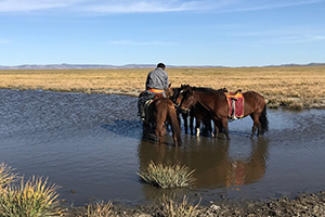 馬の水飲み 馬の水飲み