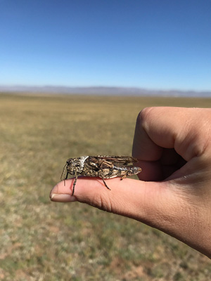 かわいいバッタ かわいいバッタ