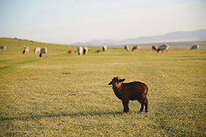 春の出産期は子羊がたくさん 春の出産期は子羊がたくさん