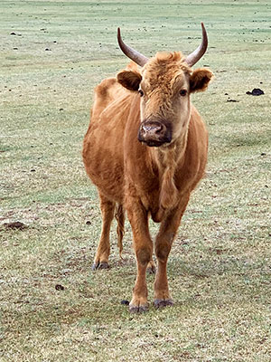 放牧の牛たちが草を食んでいました 放牧の牛たちが草を食んでいました