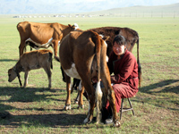 遊牧民のお母さんは大忙し