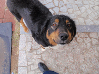 孤児院。「げんこつ山のたぬきさん」が大好評。