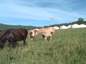 いってらっしゃい~ 仔馬はお留守番