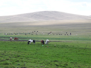 モンゴルの雄大な自然がひろがります